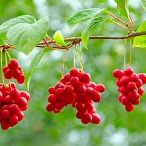 Des images de diff�rentes plantes